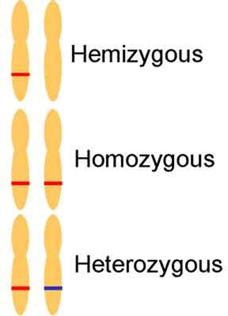 <p>Having only one copy of a gene instead of two, such as in the sex chromosomes of males.</p>