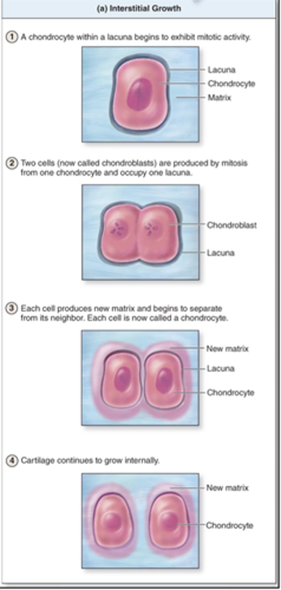 <p>1. chondrocytes divide into two chondroblasts</p><p>2. chondroblasts secrete matrix</p><p>3. each cell becomes a chondrocyte within its own lacuna</p>