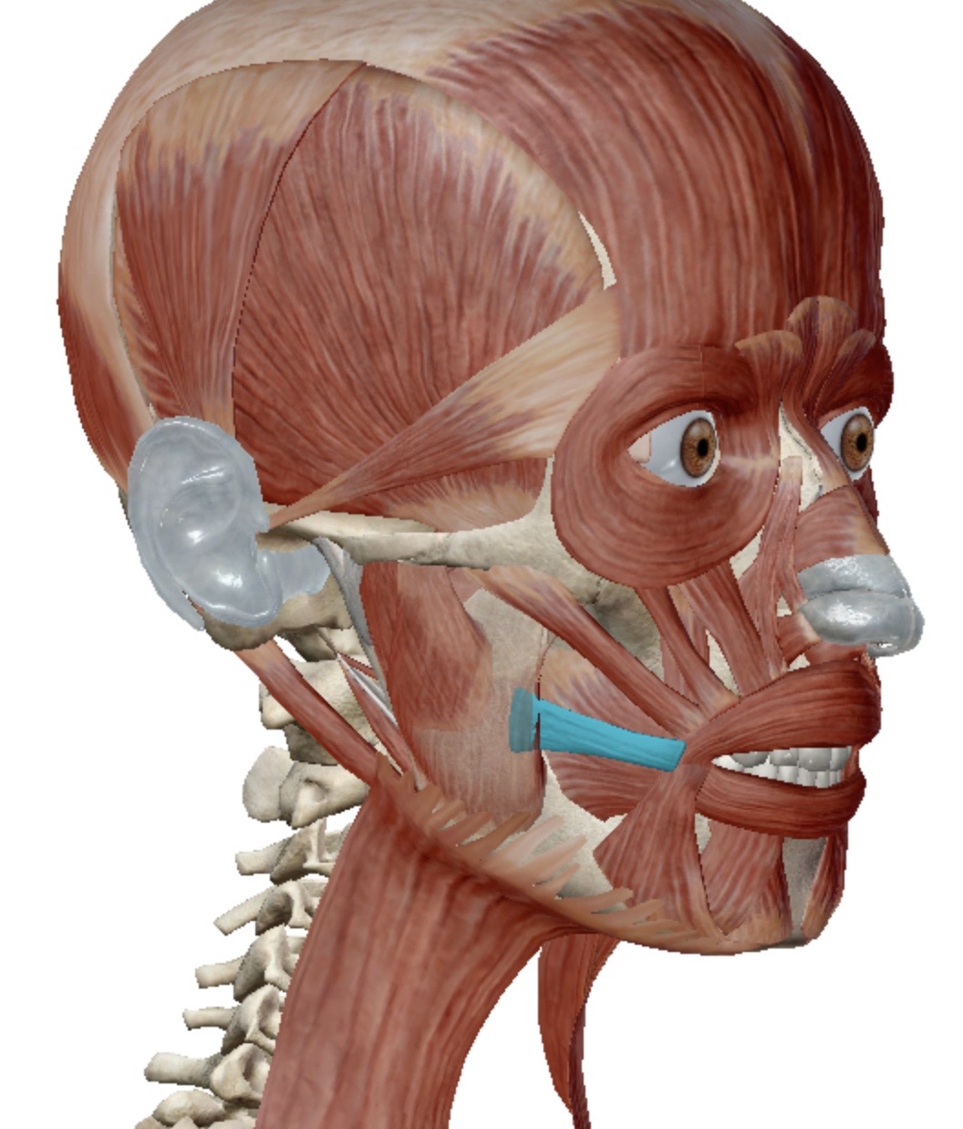 <p>Identify this muscle</p>