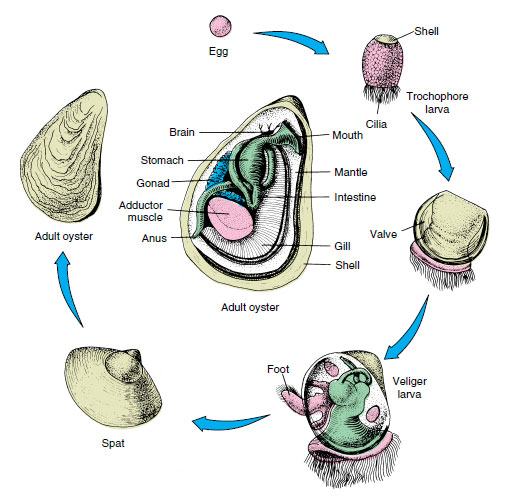 <ul><li><p>Larval stages can be seen sometimes </p></li><li><p>Trochophore larvae - disperse (free-swimming, ciliated larvae)</p></li><li><p>Can develop to veliger - feeding </p></li><li><p>Bivalves modified veliger - glochidia  </p></li></ul><p></p>
