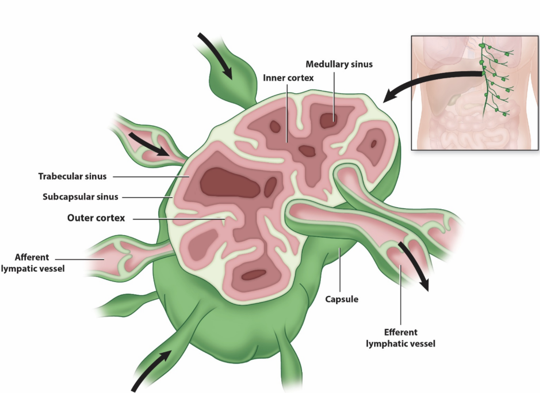 <p><strong>lymph nodes</strong></p><ul><li><p>bean-shaped, and typically clustered</p></li><li><p>capsule and compartments</p><ul><li><p>outer cortex sinuses</p><ul><li><p>lymphatic nodules (___ B cells)</p></li></ul></li><li><p>inner cortex sinuses</p><ul><li><p>T cells and dendritic cells</p></li></ul></li><li><p>medullary sinuses</p><ul><li><p>B cells, plasma cells, and macrophages</p></li></ul></li></ul></li><li><p>afferent vessels → sinuses → efferent vessels (hilus) </p></li></ul><p></p>