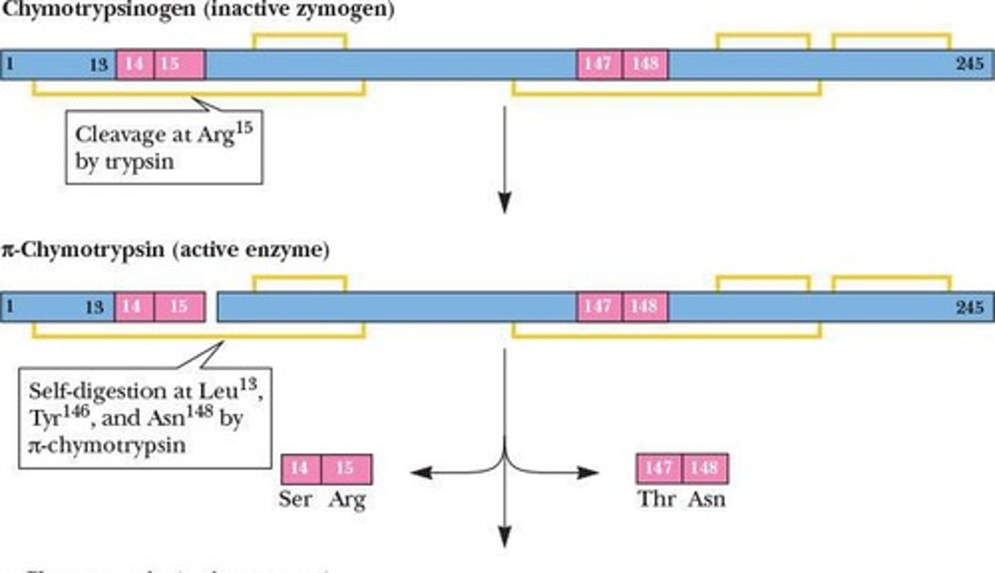 <p>It is cleaved by trypsin to form active π-chymotrypsin.</p>