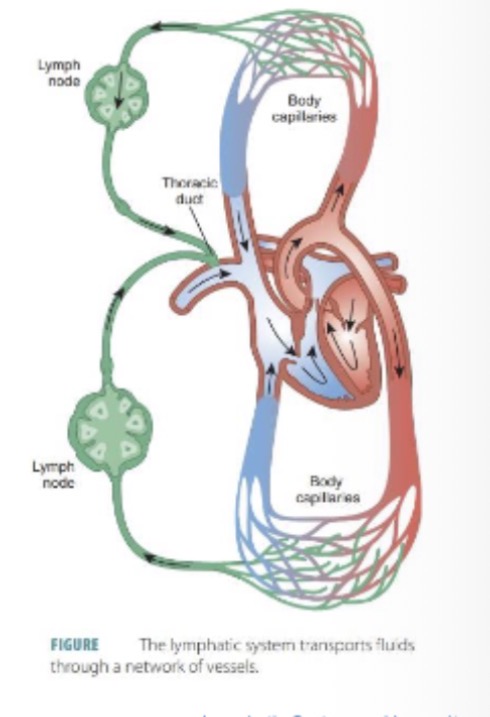 <p>A: Follows similar pathways.</p>