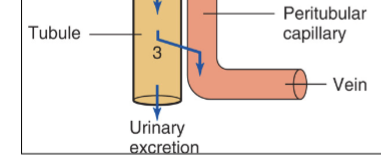<p>Both of these processes allow substances to exit the lumen of the kidneys, either by being reabsorbed into the blood or through external elimination. </p>