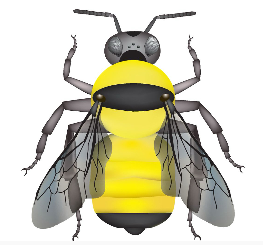 <p>Face - black, very long</p><p>Cheek -&nbsp;very long</p><p>Vertex - black</p><p>Thorax - color pattern can vary</p><p>Pleura - mostly yellow, with black hairs on lower part and at base of legs</p><p>Wings - dark</p><p>Abdomen - color pattern can vary. always with yellow on at least T4 - and often T1-4; T5 black</p>