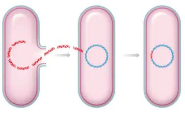 <p>The figure below illustrates a process during which the bacterial cell on the left ruptures and some of its DNA is taken up from the external medium by another cell which then incorporates it into its genome. This process is termed __________. Select one: a. vertical transfer b. transformation c. conjugation d. transduction</p>