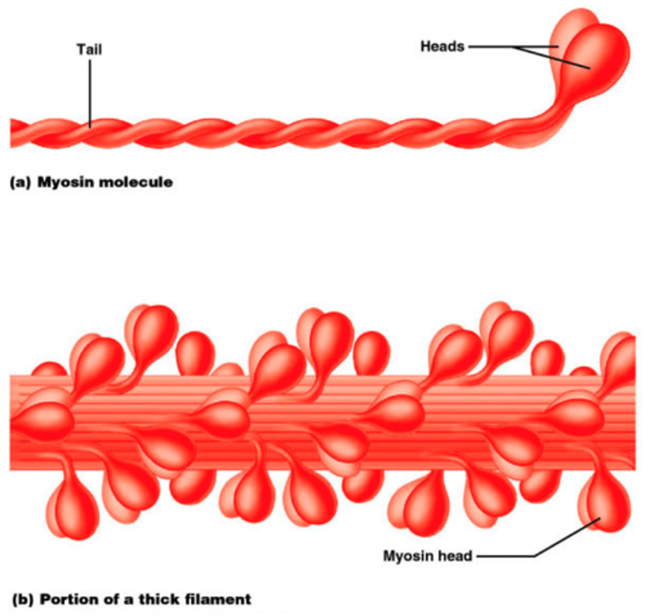 <p>-two heads attached to a flexible, hinge-like region attached to a tail.</p><p>-The heads contain actin-bonding sites that form cross-bridges with actin.</p><p>-has ATP bonding sites</p><p>-Tails form the cord of the filament; the heads turn outwards</p>