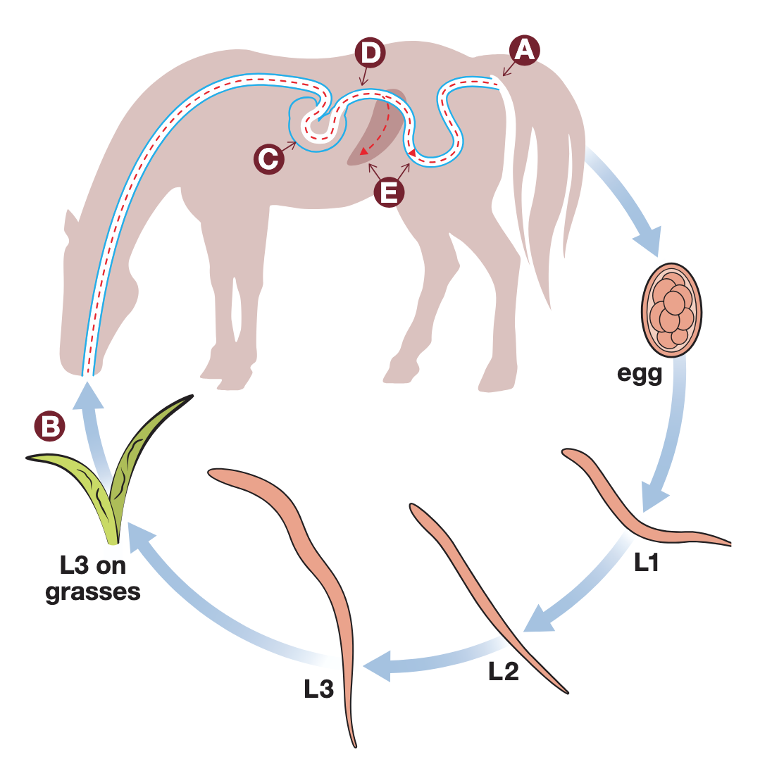 <p>This is the life cycle for:</p>