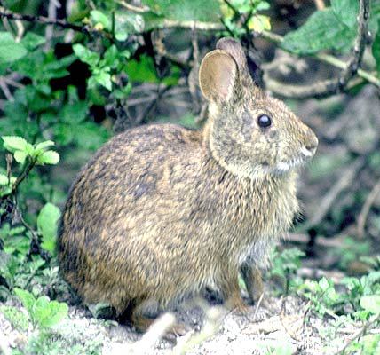 <p>Marsh Rabbit</p>