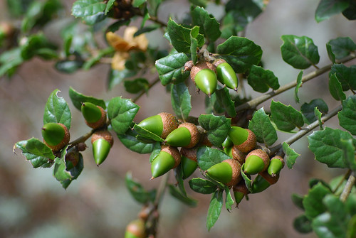 <p>Quercus agrifolia</p>