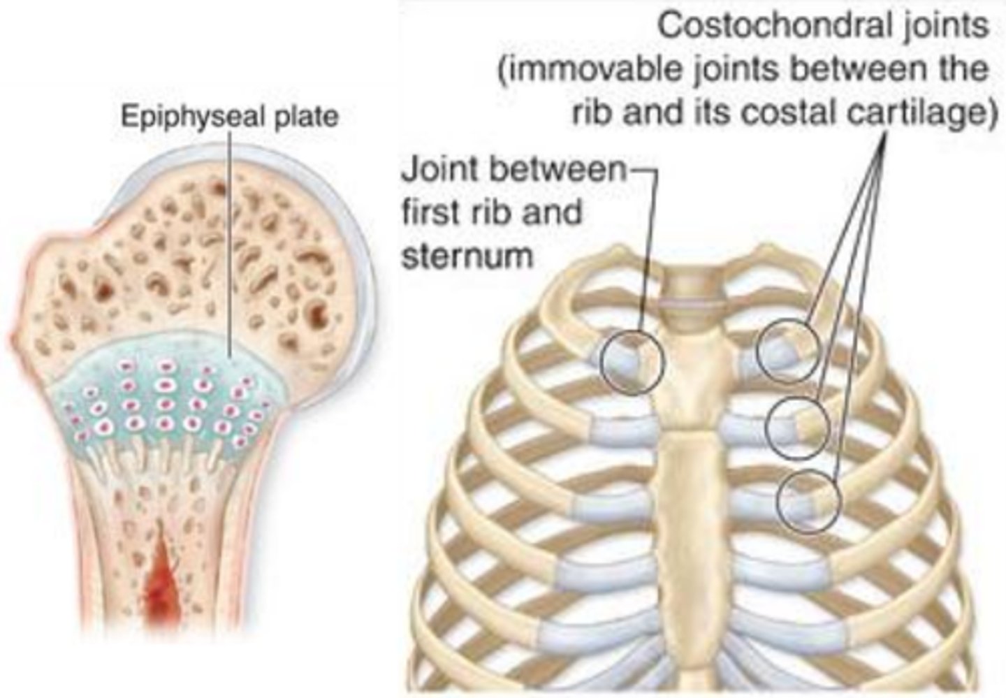 <p>- epiphyseal plate (temporary)</p><p>- between manubrium and the first rib (coastal cartilages)</p>