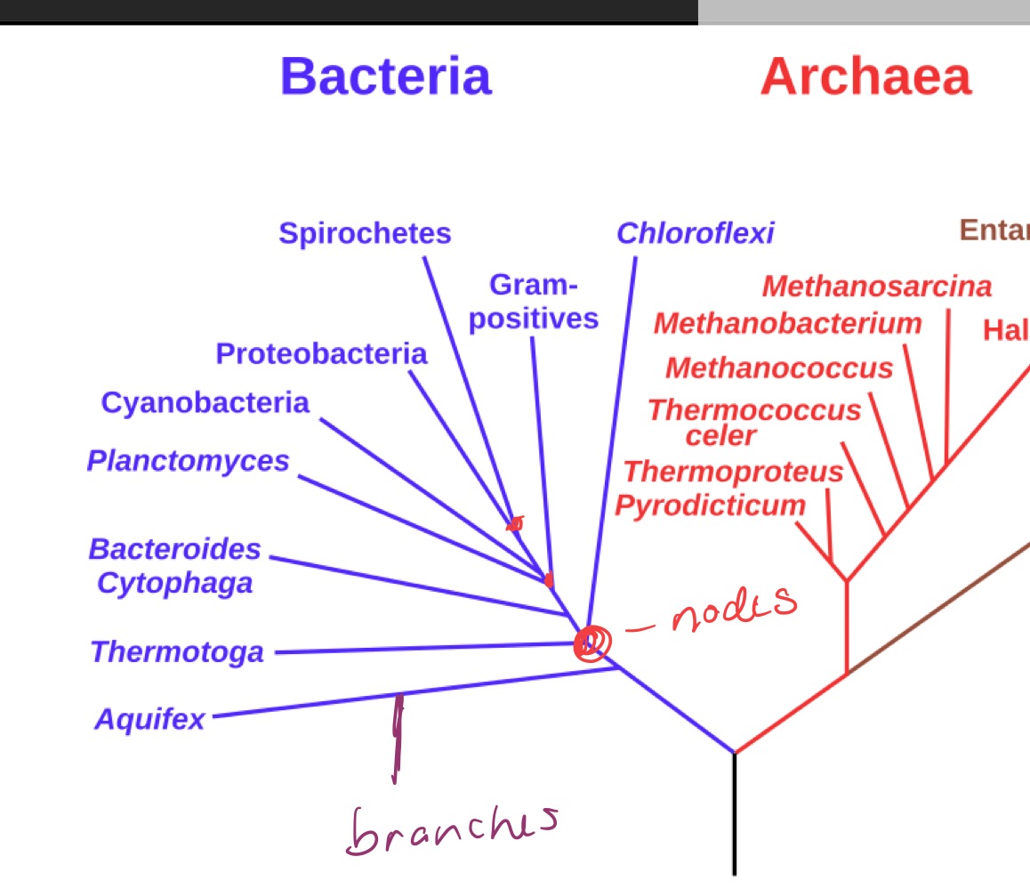 <p>Proportional to amount of time elapsed since divergence</p>