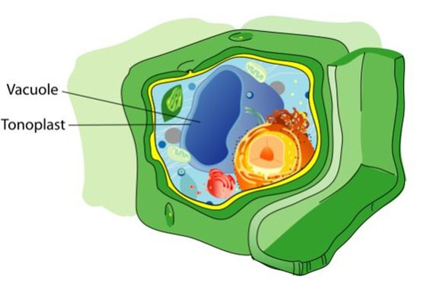 <p>Stores water, ions, pigments, waste; regulates cell expansion via turgor pressure; has a digestive role breaking down aging organelles.</p>