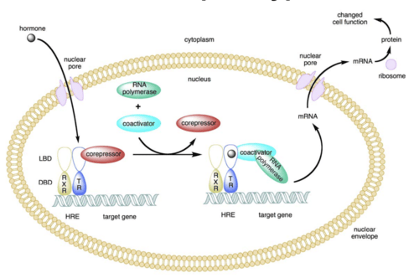 <p>- TR is heterodimerized to the RXR</p><p>- in the absence of ligand, the TR is bound to corepressor protein</p><p>- ligand binding to TR causes a dissociation of corepressor and recruitment of coactivator protein, which recruits additional proteins such as RNA polymerase responsible for transcription of downstream DNA into RNA and eventually a protein</p>
