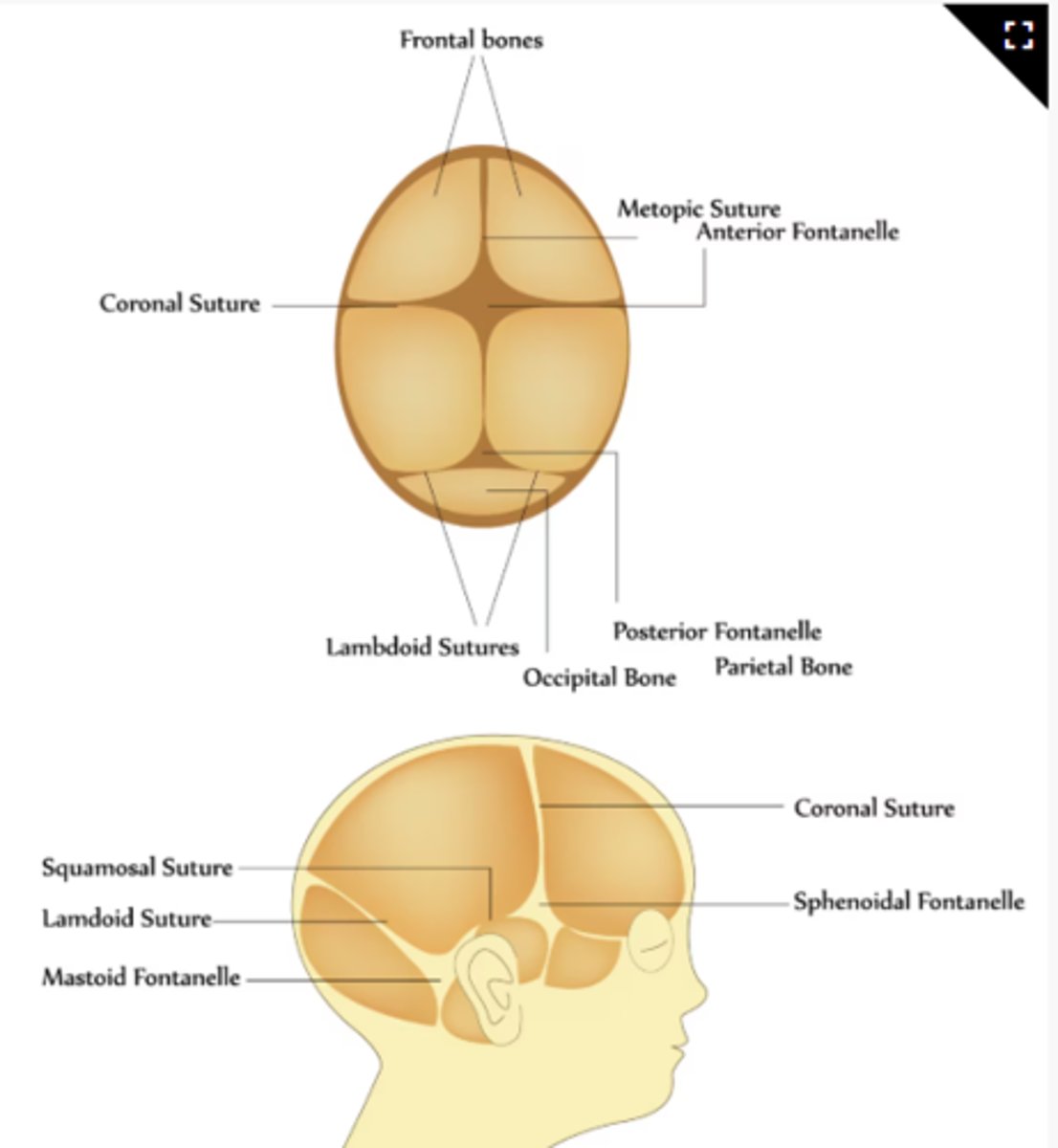 <p>This is DIAMOND-shaped and may vary in size. It is usually soft and flat, not bulging or sunken. This closes from 12-18 MONTHS.</p>