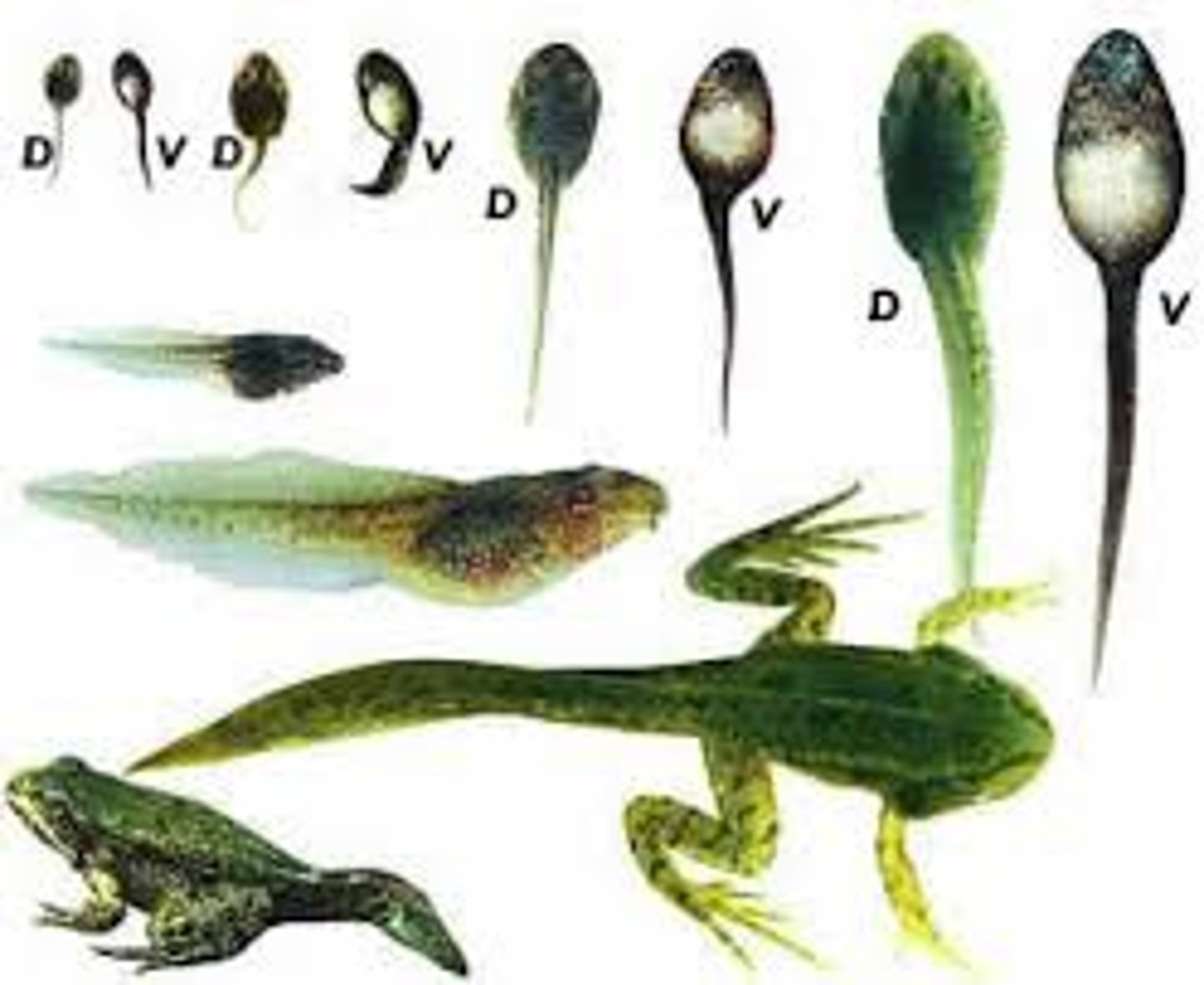 <p>Examples include a tadpole becoming a frog or a human embryo becoming a fetus, child, and then adult</p>