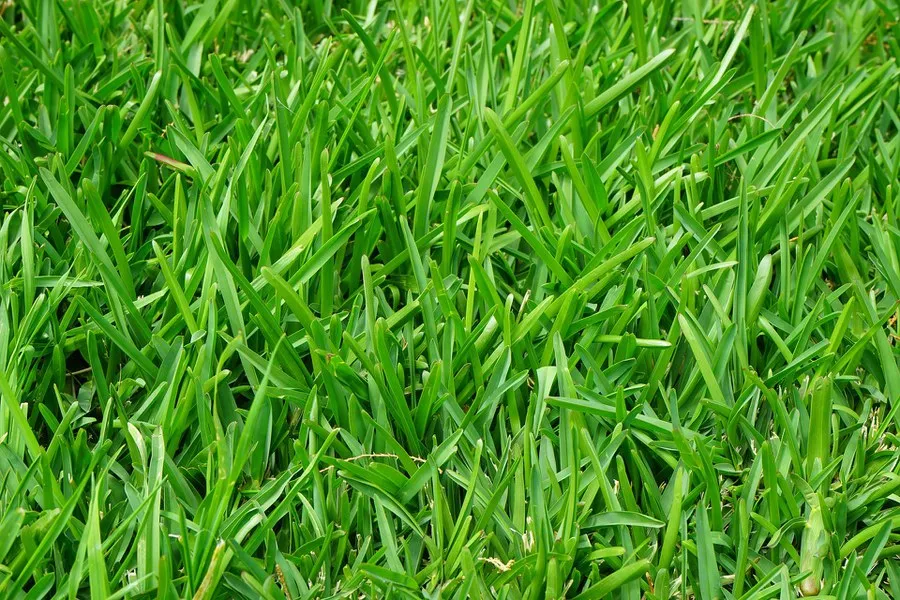 <p>Grass</p>