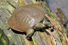 <p>Washington Co. • 18-54(?)cm CL • Flexible shell • Long snout • Name comes from bumps on leading edge of shell • Range: Yellow - native, maroon - Introduced</p>