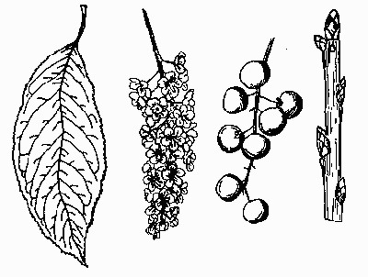 <p>What is this? Monocot or eudicot?</p>