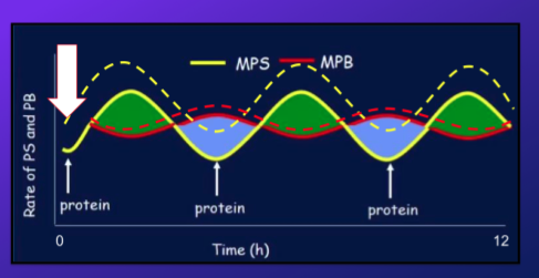 <p>-muscle protein synthesis = MPS and muscle protein breakdown = MPB</p><p>-normally, it is cyclical with making proteins or not during a 12 hour cycle</p><p>-ex when we eat protein at meal, it raises protein synthesis, then drops down again and MPB increases</p><p>-when we training, we alter the system so more protein is made and less is broken down ( dotted lines)</p>