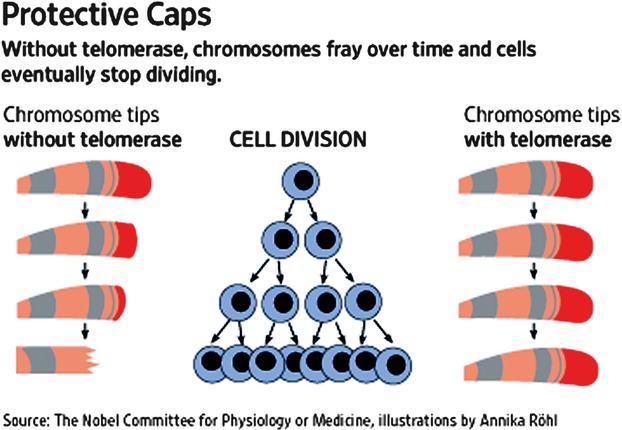 <p>Telomeres protect the ends of linear DNA molecules from deocyribonucleases, prevent fusion of chromosomes, and facilitate complete replication of the ends of linear DNA molecules</p>