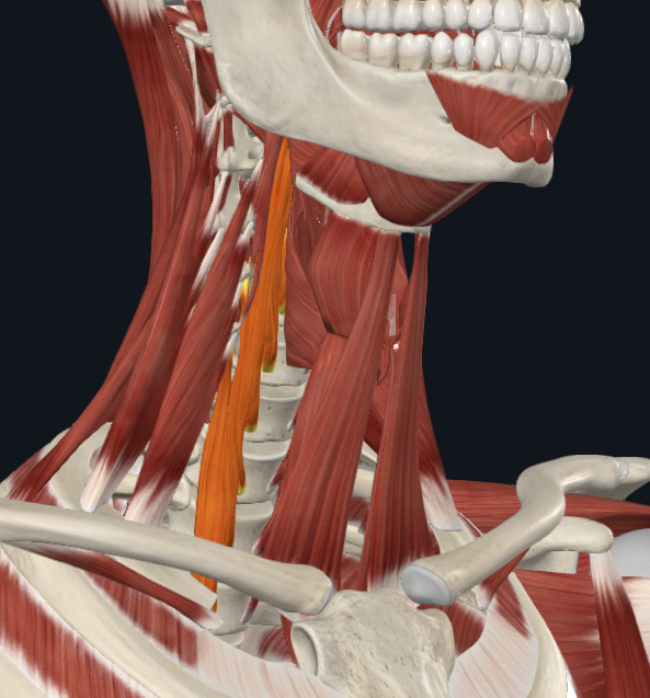 <p>What muscle is highlighted</p>