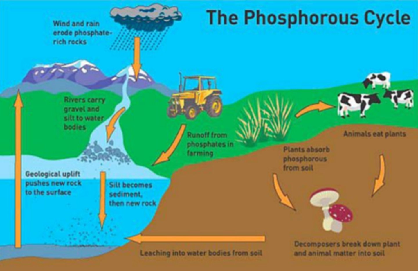 <p>releases essential nutrients from rocks, important part of the phosphorus cycle</p>