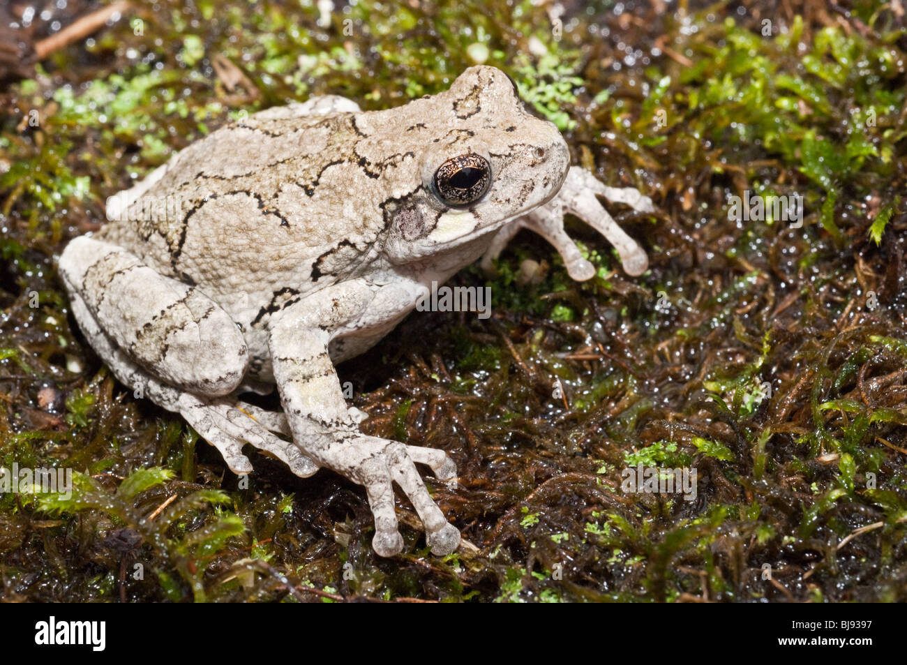 <p>Gray Treefrog Complex</p>
