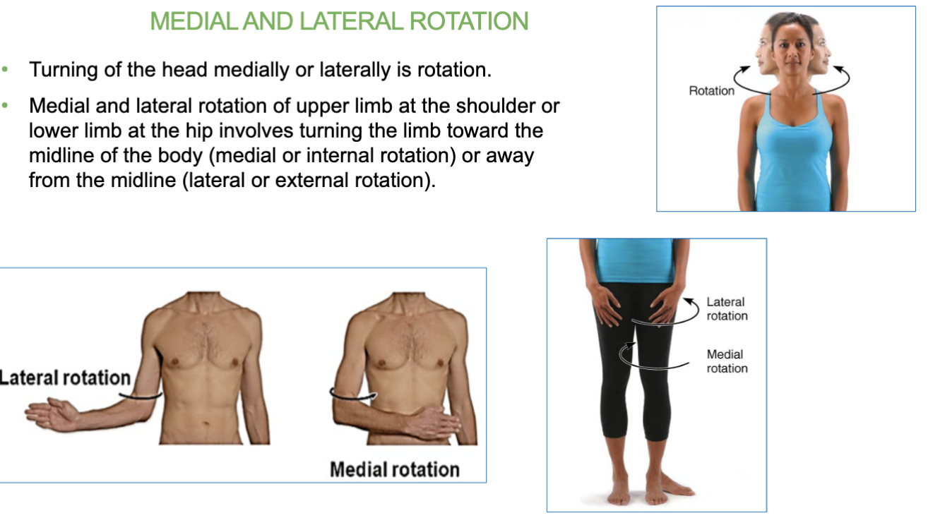 <ul><li><p>turning limbs towards midline of body (medial) or away from body (lateral)<br><br>- <span>Turning of the head medially or laterally is rotation.</span></p></li></ul><p></p>