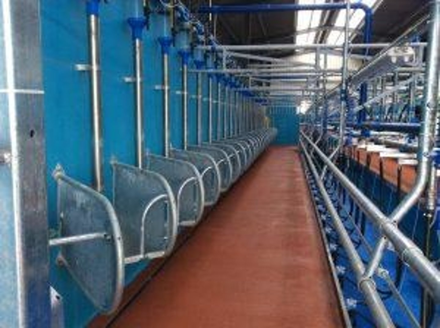 <p>Concentrates fed to dairy cows during milking.</p>