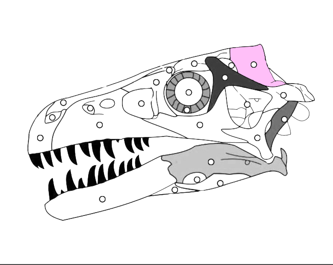 <p>What part of the dinosaur skull is this?</p>