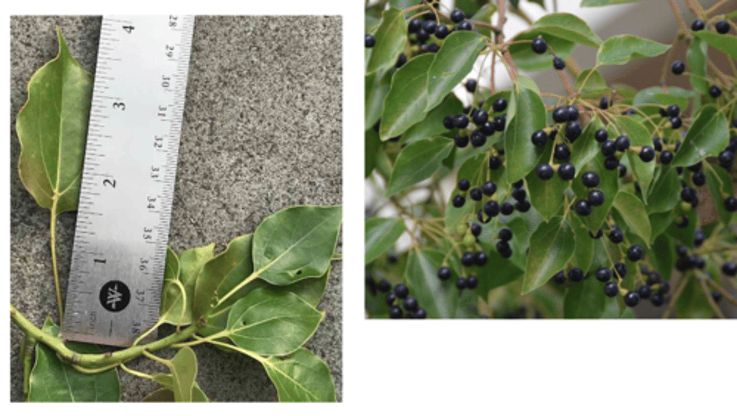 <p>1’. Angiosperms</p><p>----------------</p><p>10’. Leaves simple</p><p>----------------</p><p>23’. Leaves alternate </p><p>----------------</p><p>29’. Leaves not lobed</p><p>----------------</p><p>36’. Leaf base symmetrical</p><p>----------------</p><p>41’. Leaves not large, generally less than 9 inches long</p><p>----------------</p><p>43. Leaf margins entire</p><p>----------------</p><p>44’. Leaf ranking spiral; leaves strongly aromatic when crushed</p><p>----------------</p><p>48’. Leaves ovate, not stiff, margins wavy, venation on leaf top surface appears palmate, but point of vein branching is distal to blade base; youngest stems green fruit a small berry attached to a swollen stalk</p>