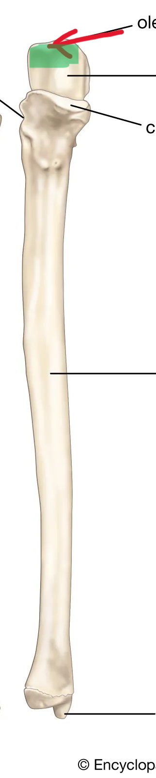 <p>What part of the ulna is this?</p>