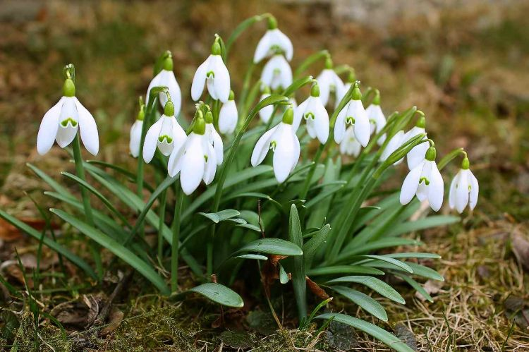 <p><em>Amarylidaceae</em> - amarylkovité</p><p><em>Galanthus nivalis</em> - sněženka podsněžník</p>