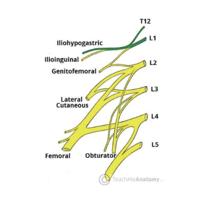 <ul><li><p>First major branch of lumbar plexus — runs to iliac crest, across quadratus lumborum muscle of the posterior abdominal wall, to then perforate the trasversus abdominis &amp; divide into its terminal branches</p></li><li><p>Roots — L1 (with T12 contributions)</p></li><li><p>Motor function — innervates internal oblique &amp; transversus abdominis</p></li><li><p>Sensory function — innvervates posteriolateral gluteal skin in pubic region </p></li></ul><p>*tip to remember iliohypogastric is before ilioinguinal — H is before I in alphabet</p>