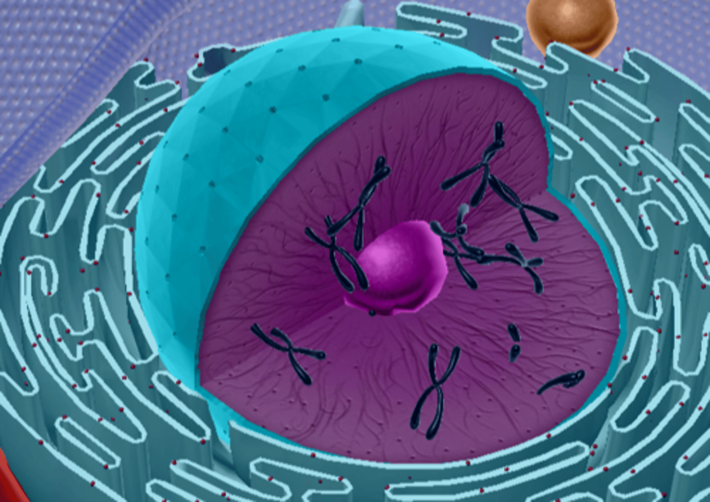 <p>Protect nucleus</p>