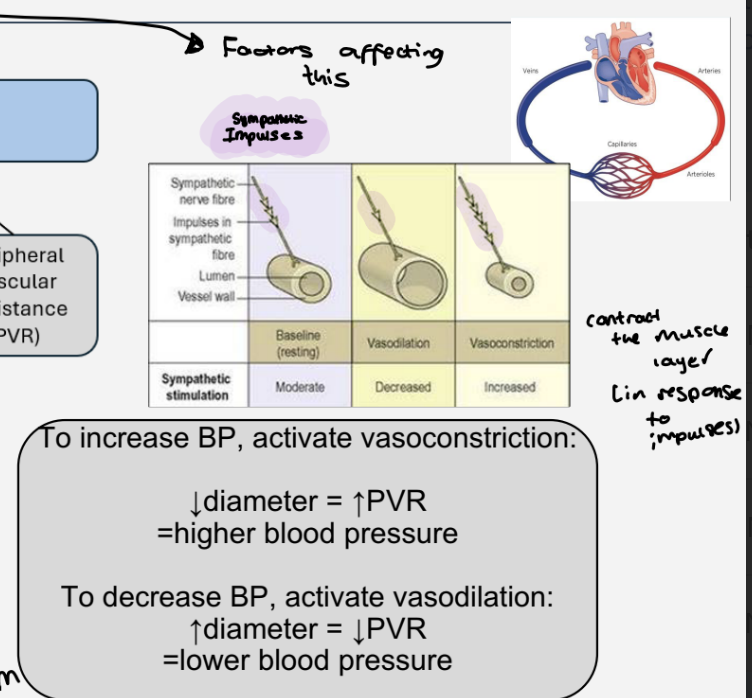 <ul><li><p>the diameter of  blood vessels </p></li><li><p>sympathetic impulses  affect the diameter of the blood vessels </p></li><li><p>less impulses - vasodilation </p></li><li><p>more impulses - vasoconstriction </p></li></ul><p></p><ul><li><p>to <strong>increase BP</strong> ,activate  vasoconstriction - decreased diameter ,increased pvr = higher blood pressure </p></li><li><p>to <strong>decrease Bp </strong>, activate vasodilation - diameter increased , decreased PVR = lower blood pressure </p></li></ul><p></p>