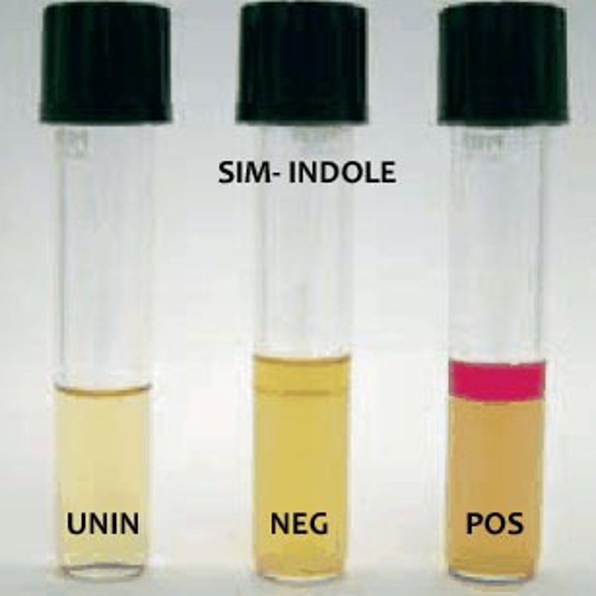 <p>Sulfur, Motility, Indole</p>
