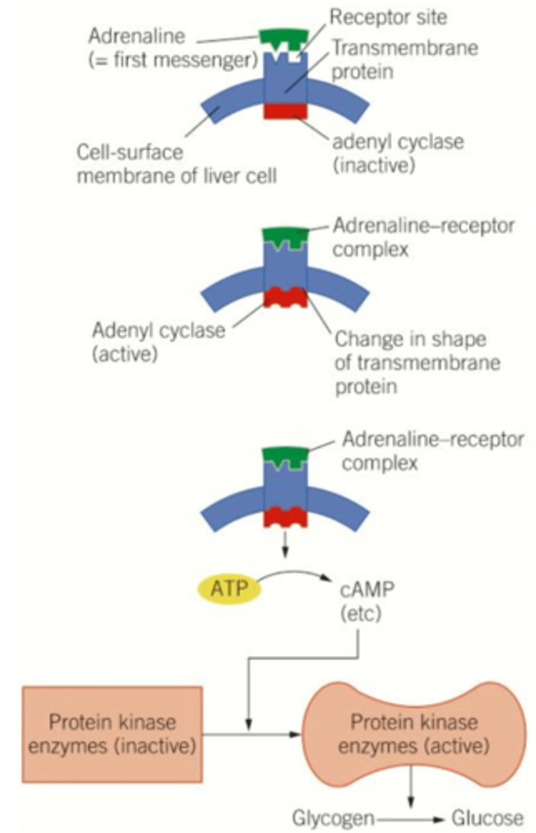 <p><strong>Adrenaline</strong> and <strong>glucagon</strong> (<strong>first messenger</strong>) demonstrate this because they cause glycogenolysis to occur inside cell even though they bind to receptors on the outside of the cell</p><p></p><p>1. Hormones e.g. adrenaline/glucagon (<strong>first messenger</strong>) bind to <strong>specific complementary</strong> <strong>receptor proteins</strong> on the cell membrane of target cells, e.g. <strong>liver cell</strong></p><p>2. The protein receptor changes shape, which activates <strong>adenyl cyclase</strong> (enzyme)</p><p>3. Activated adenyl cyclase converts <strong>ATP</strong> to <strong>cyclic AMP</strong> [<strong>cAMP</strong>] which is a <strong>secondary messenger</strong></p><p>4. <strong>cAMP</strong> (second messenger) activates enzyme called <strong>protein kinase A</strong> by altering 3D structure/phosphorylation</p><p>5. <strong>Protein kinase A</strong> activates a cascade which causes conversion of glycogen to glucose → <strong>glycogenolysis</strong></p>