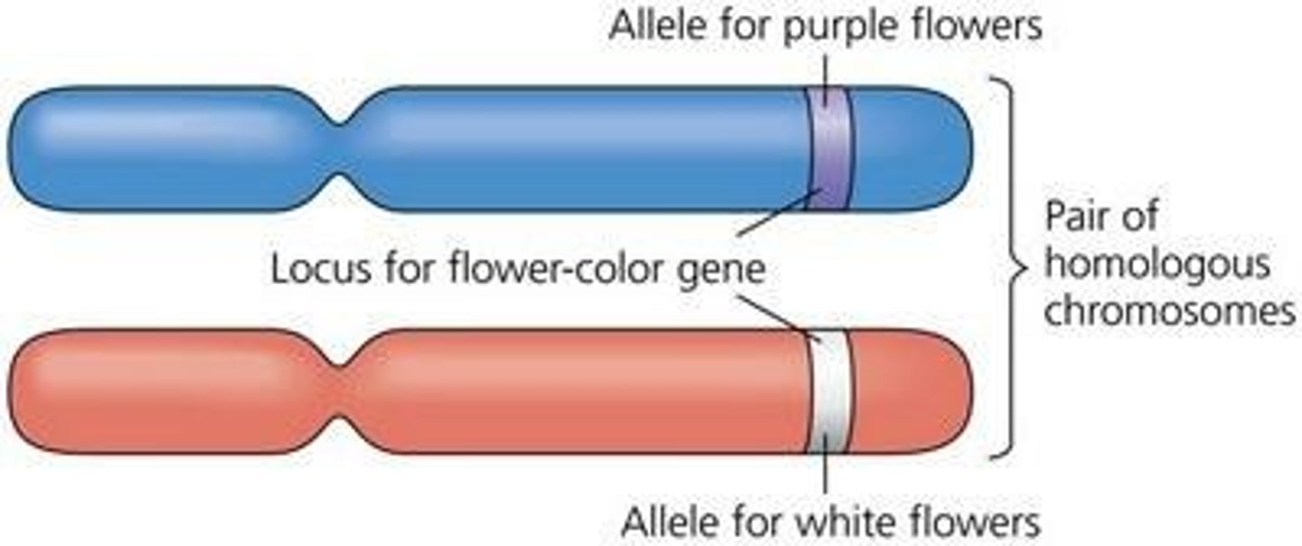 <p>Hereditary determinants for traits.</p>