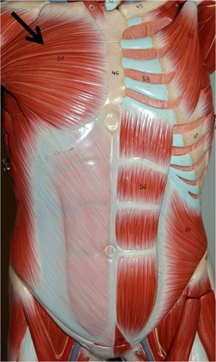 <p>Flexes, adducts, and medially rotates arm</p>