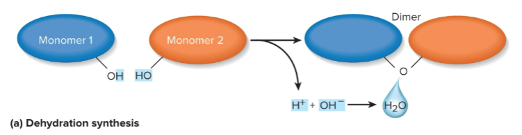 <p>Dehydration synthesis</p>