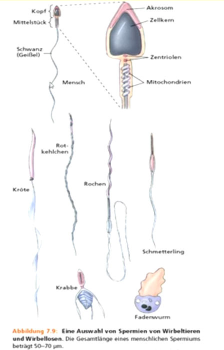 • **Spermium** 

Typische Gestalt: Kopf (Akrosom, Zellkern); Mittelstück (Mitochondien und Zentriolen); Schwanz (9+2 Mikrotubuli-Aufbau, als Antrieb, fehlt teilweise) 

Verschiedene Größe, Form und Beweglichkeit bei verschiedenen Arten 

**Spermaflüssigkeit** mit unterschiedlichen Funktionen 

Bei manchen Tieren werden **Spermatophoren** gebildet: Spermienpakete, die übertragen bzw. aktiv vom Weibchen aufgenommen werden, sind teilweise mit Sekret-Hüllen und komplizierten Übertragungsmechanismen versehen.