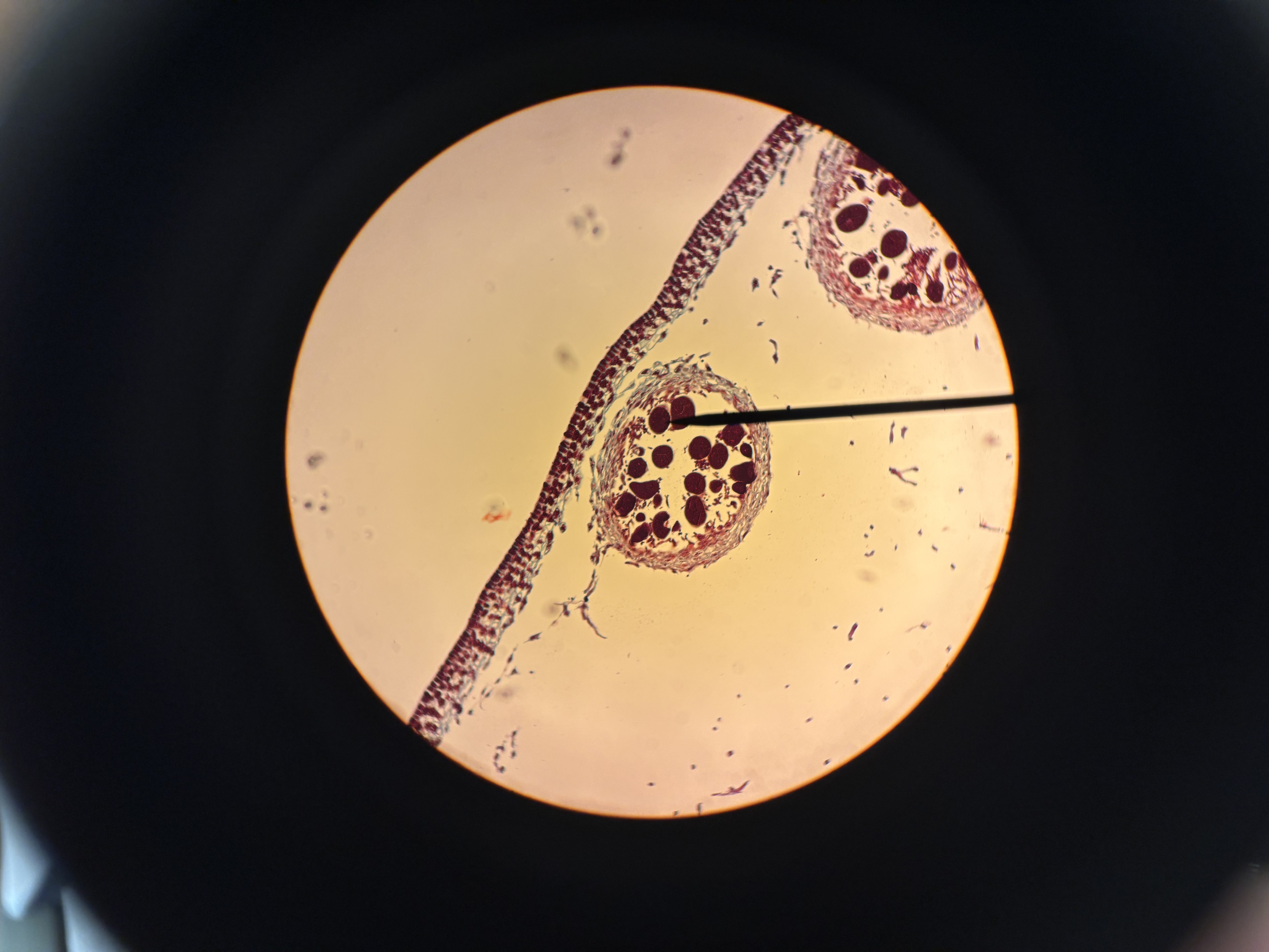<p>What phylum </p>