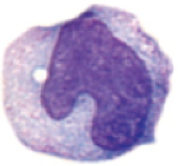 monocyte 