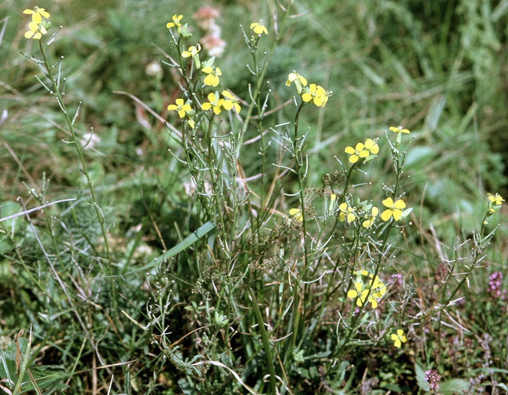 <p>Erysimum crepidifolium - <strong>Caryophyllaceae</strong></p>