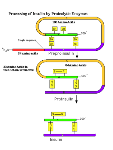 - hormon polipeptydowy
- powstaje w komórkach beta wyspek langerhansa w trzustce
- bodziec - podwyższony poziom glukozy we krwi
- rola: obniża poziom cukru we krwi, zwiększa przepuszczalność BK dla glukozy, lipidów i K+
- wpływa na aktywację syntazy glikogenowej
- stymuluje syntezę glikogenu
- hamuje lipolizę i niektóre enzymy biorące udział w glukoneogenezie