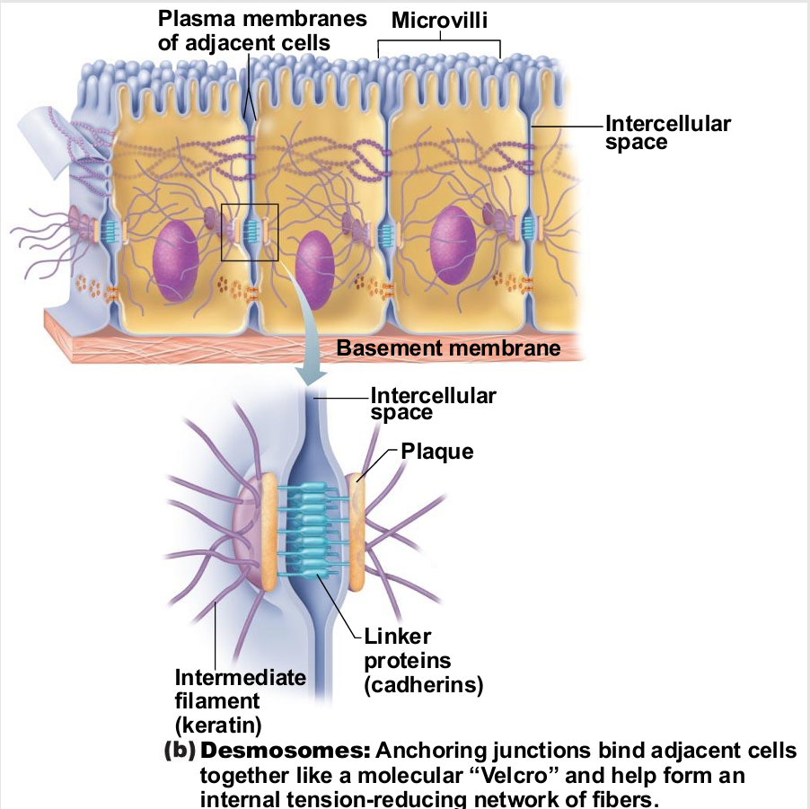 <ul><li><p>"Rivets" or "spot-welds" that anchor cells together at plaques (thickenings on plasma </p><p>membrane)</p><ul><li><p>Linker proteins between cells connect plaques</p></li><li><p>Keratin filaments extend through cytosol to opposite plaque giving stability to cell </p></li><li><p>Reduces possibility of tearing (mechanical)</p></li></ul></li><li><p>Where might these be useful in body?</p><ul><li><p>muscles</p></li><li><p>skin</p></li><li><p>ligaments</p></li><li><p>tendons</p></li><li><p>tension re-enforcement</p></li></ul></li></ul><p></p>