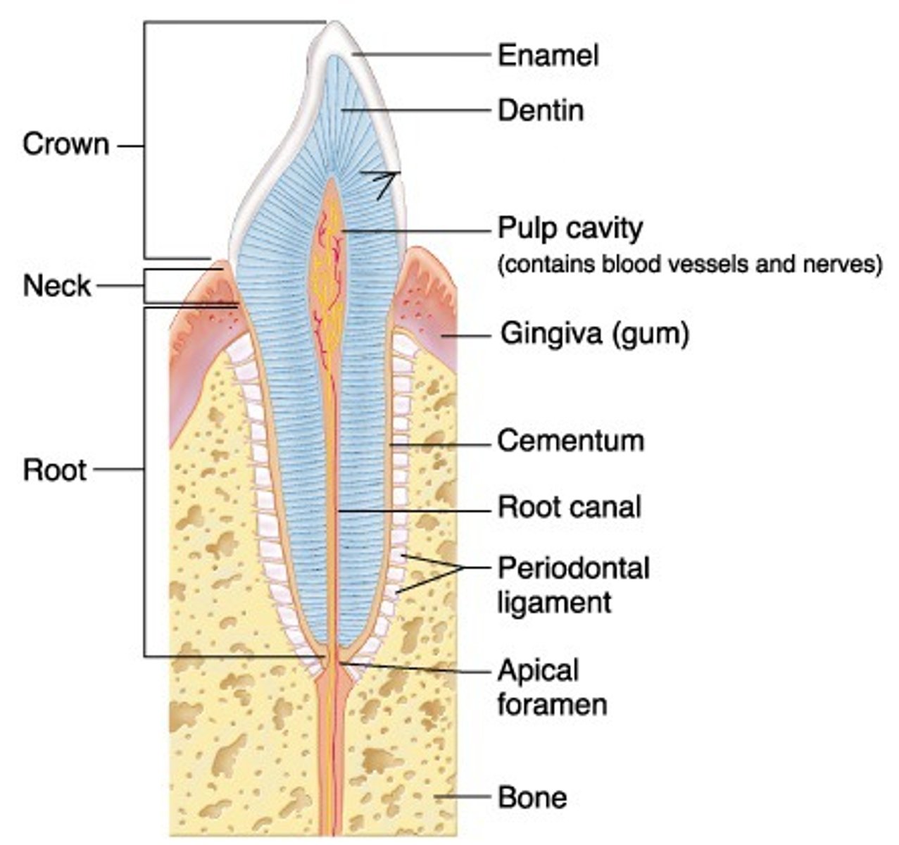 <p>portion of the tooth not visible in the oral cavity; embedded in the bone; keeps the tooth in its position.</p>