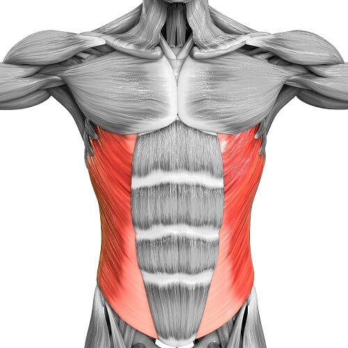 <p>Obliques are a group of abdominal muscles located on the sides of the torso.</p>